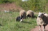 BORDER COLLIE - MOUTONS 089